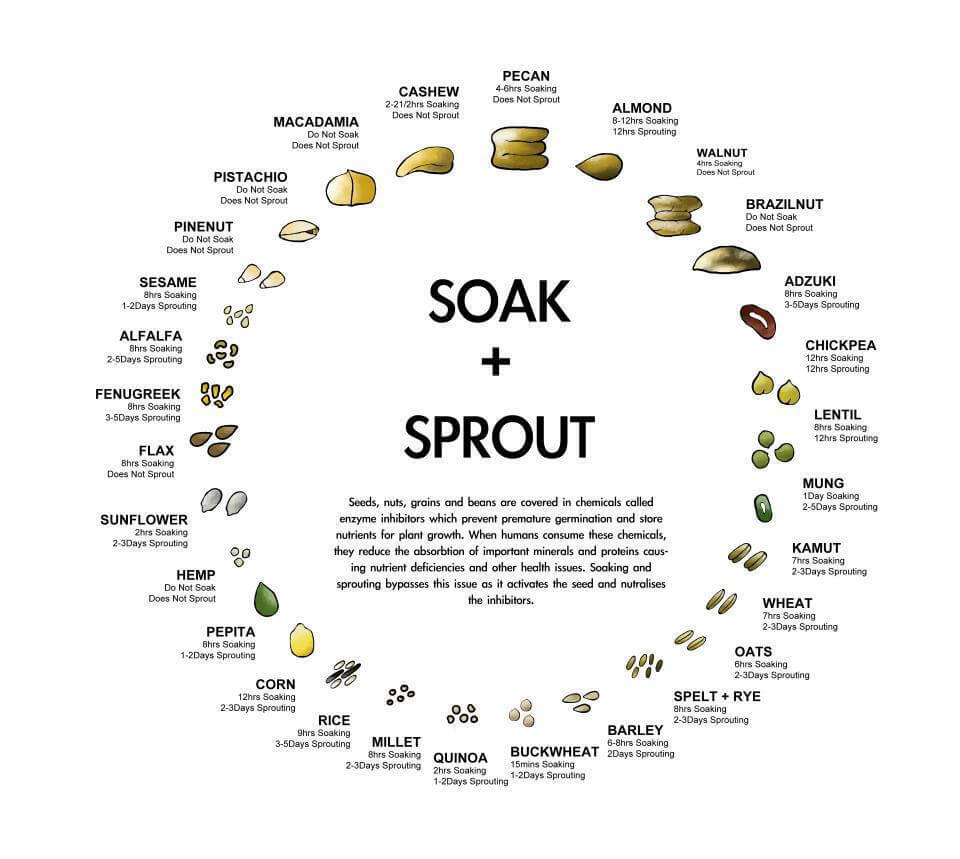 Soaking and Sprouting: Your Simple Guide