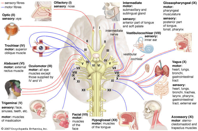 Cranial nerves