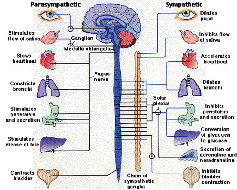 Sympathetic & Parasympathetic