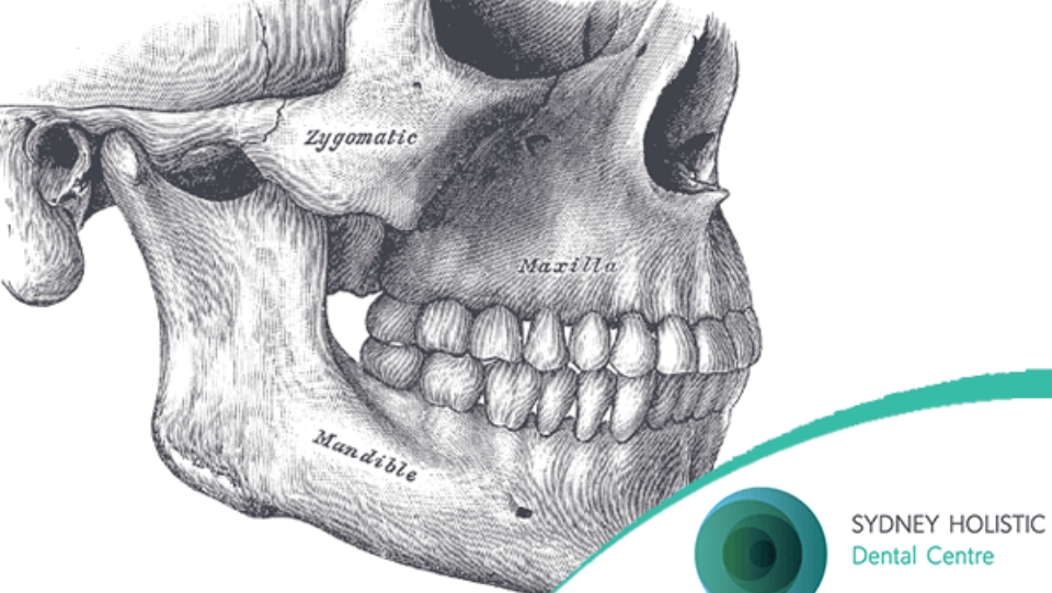 The importance of jaw joints