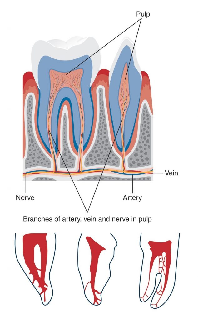 Root Canal Treatment