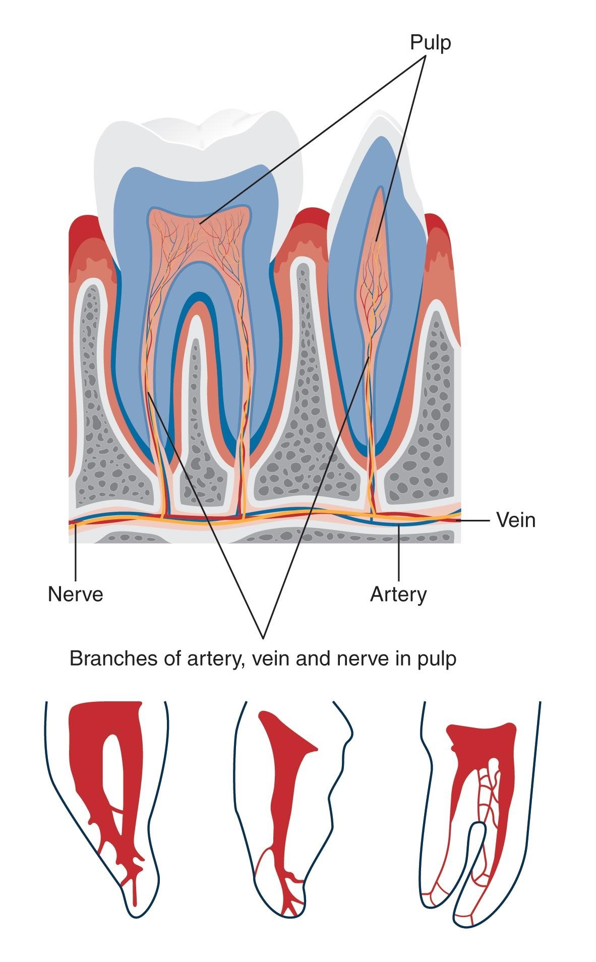 Root Canal Treatment Sydney Holistic Dental Centre