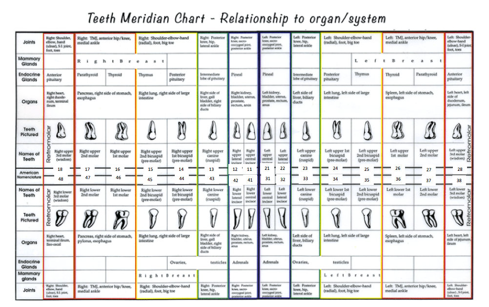 Tooth Meridian Chart