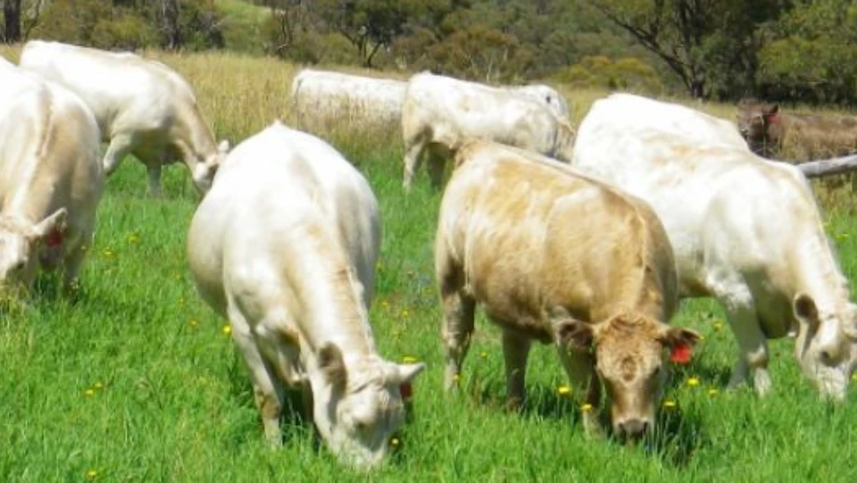 How Soil Health Affects Climate and Human Health