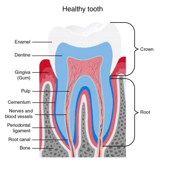 Healthy-Tooth-Anatomy root canal treatment
