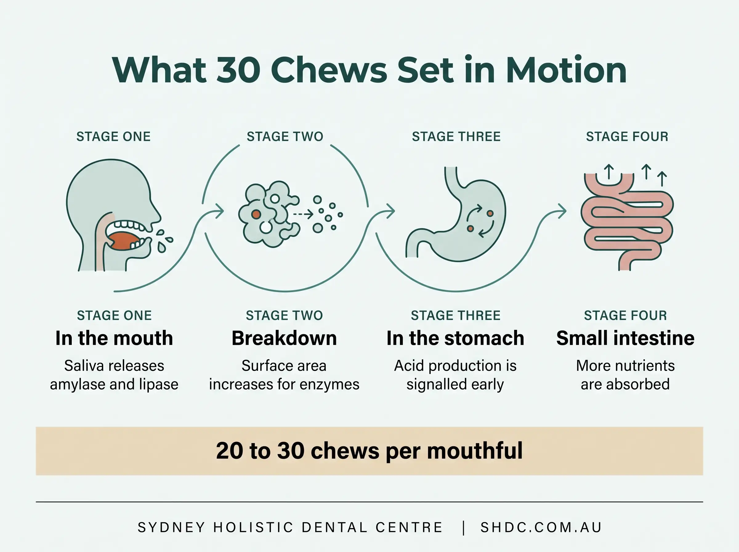 Diagram showing how chewing food 20 to 30 times releases salivary enzymes, increases surface area and signals the stomach and pancreas to prepare for digestion